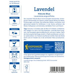 Kiepenkerl Lavendel Hidcote Blue Saatgut für 40 Pflanzen, violett-blaue Blüten. Blumensamen für sonnige Standorte.