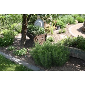 Blu Cola-Strauch en pot (environ 12 cm) dans un parterre de jardin, entouré d'autres herbes.