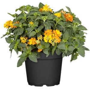 Lantana in vaso, fiori giallo-arancio, pianta da balcone e terrazzo.