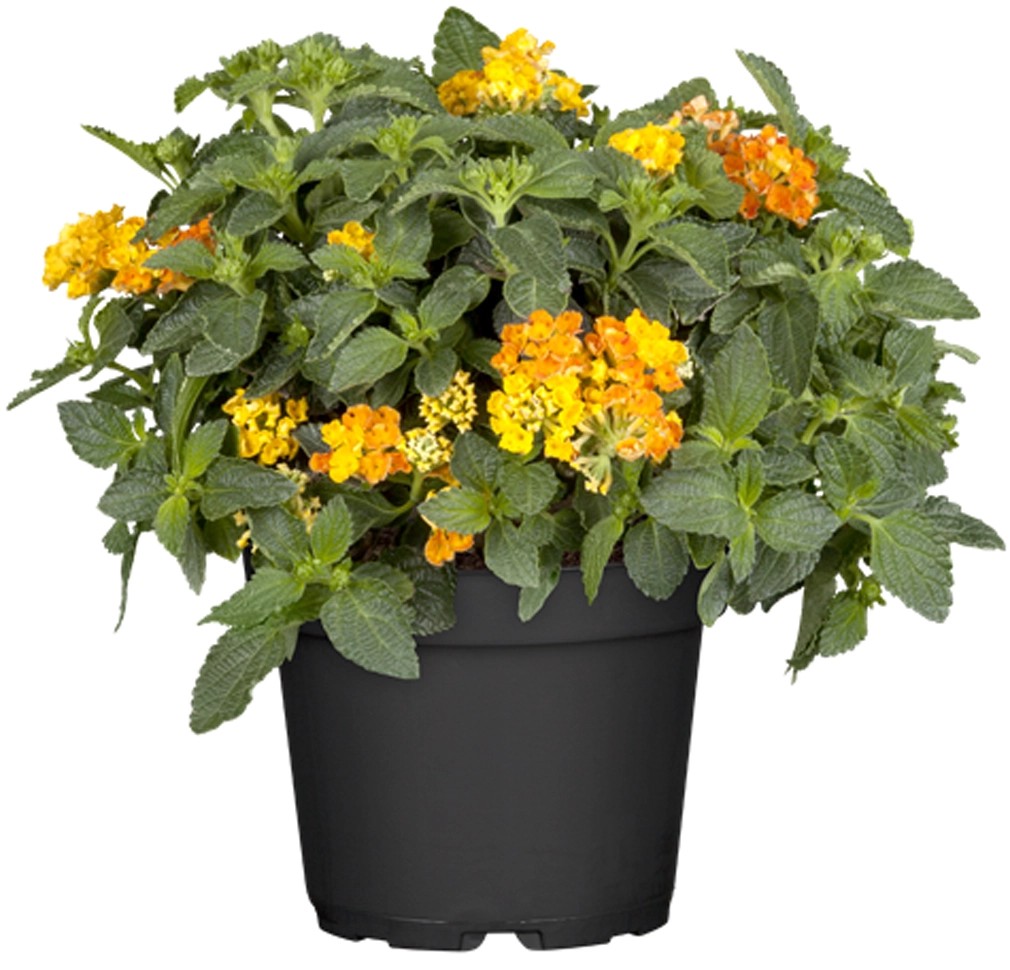 Wandelröschen Stamm TopfØ 14 cm Lantana kaufen bei OBI