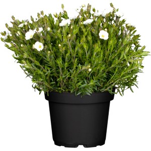 GROW by OBI Arenaria in vaso, fiori bianchi, ideale per giardini rocciosi.