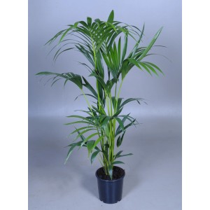 Kentia (Howea forsteriana) en pot, une plante d'intérieur décorative avec des feuilles vertes.