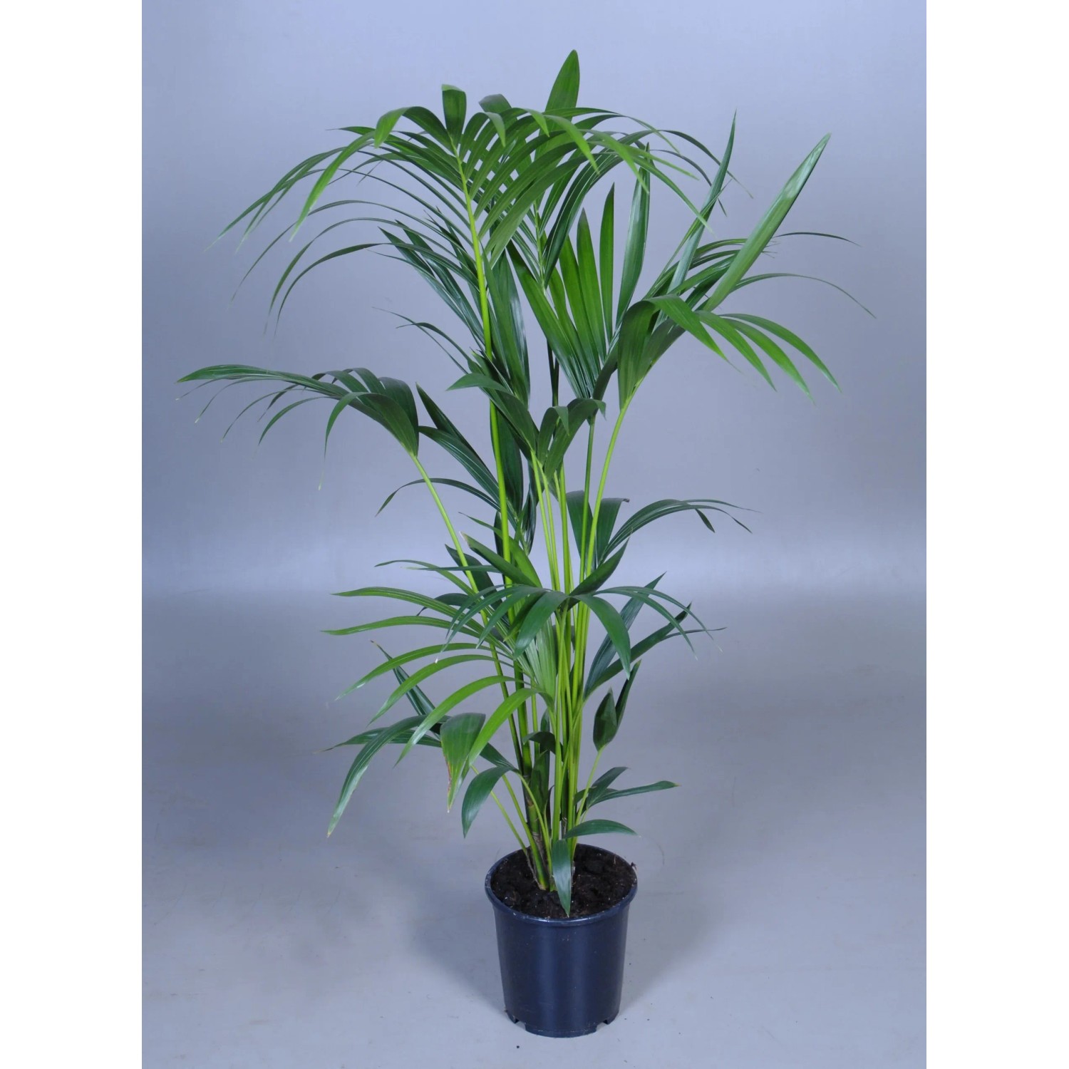 monstera blht Monstera Full Mint deliciosa borsigiana Variegata