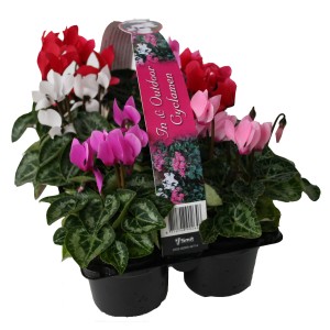 Zimmer-Alpenveilchen 'Verano' im 6er-Tray mit roten, weißen und pinken Blüten im Topf.