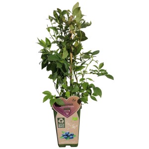 Myrtille biologique Bluegold en pot, feuilles vertes. Arbuste à baies pour jardin et balcon.