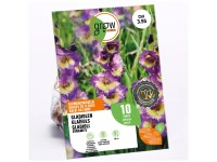 GROW by OBI Glaieul Grandiflora Dynamite Violet/Jaune / 10 pcs
