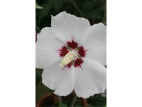 Garten-Eibisch Verschiedene Sorten Topf 6 l