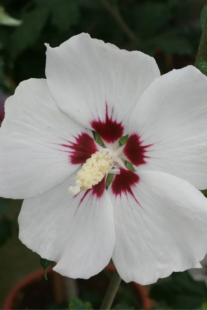 GartenEibisch Verschiedene Sorten Topf 6 l kaufen bei OBI