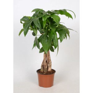 Pachira Green Star avec tronc tressé dans un pot marron, une plante verte décorative.
