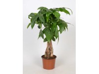 Pachira Green Star geflochten Stamm