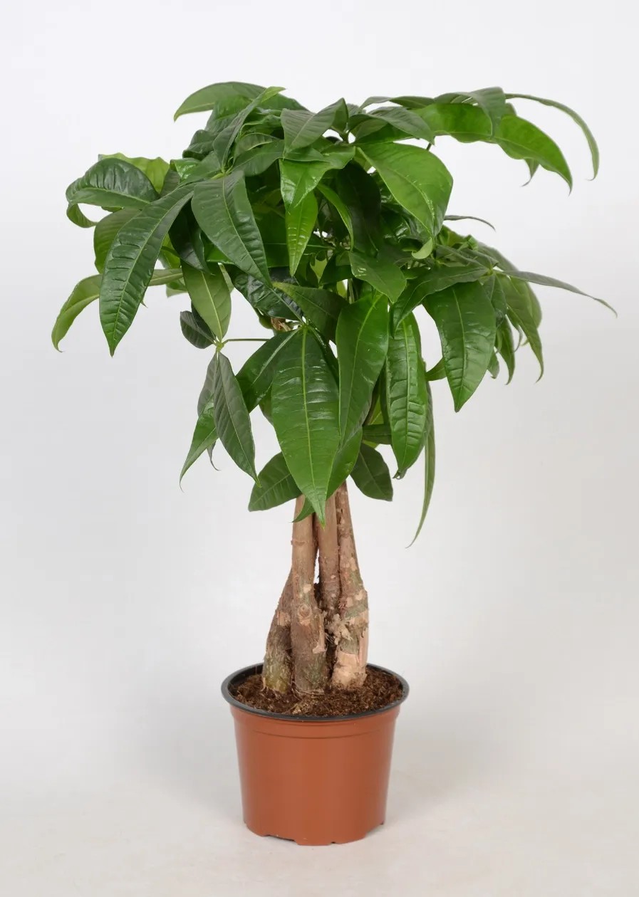 Pachira Green Star geflochten Stamm