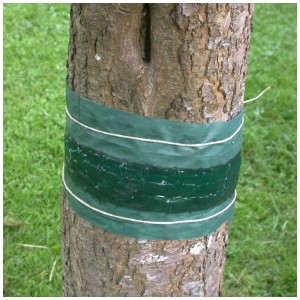 Colle à chenilles (3 m) pour protéger les arbres fruitiers des parasites. Lutte biologique.