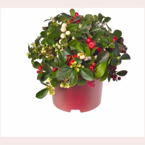 Niedere Scheinbeere (Gaultheria) im Topf mit roten und weißen Beeren, immergrüne Herbstpflanze.