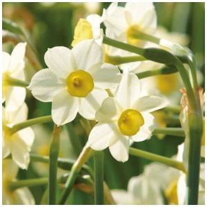 GROW by OBI Narzisse Minnow, weiße Blüten mit gelber Mitte, Blumenzwiebel.