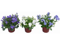 Mini Glockenblume Topf Ø ca. 5 cm Mini Glockenblume Topf Ø ca. 5 cm