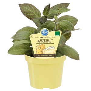 Blu Erba di formaggio in vaso (Ø 12cm). Aroma di formaggio, leggermente piccante. Ideale per insalate e pizza.