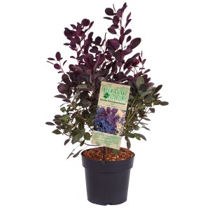 Arbre à perruque Lilla® en pot de 4,5 l avec feuilles rouge-violet et étiquette de la plante.