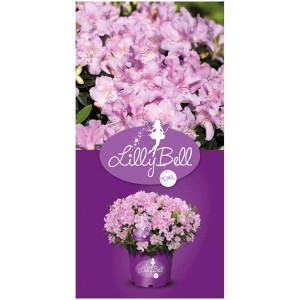 Rododendro nano in vaso con fiori rosa, varietà LillyBell Pearl.