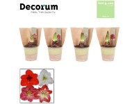 Amaryllis Hippastrum Mix Doppelblüte Amaryllis Hippastrum Mix Doppelblüte