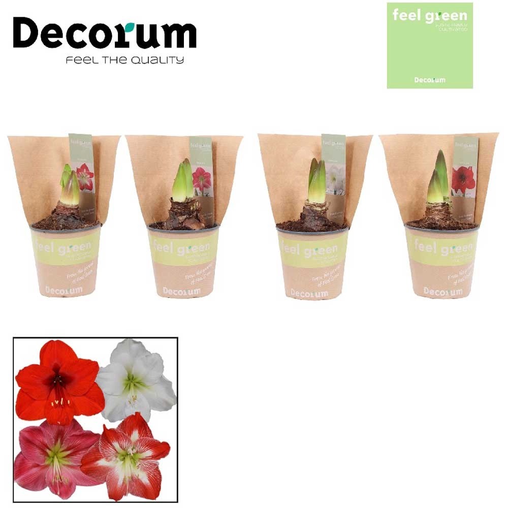 Amaryllis Hippastrum Mix Doppelblüte kaufen bei OBI