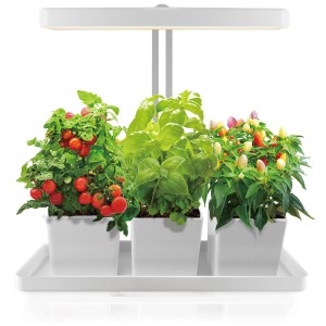 Colibri Indoor Garden con lampada 20 W, con piante di pomodoro, basilico e peperoncino in vasi bianchi.