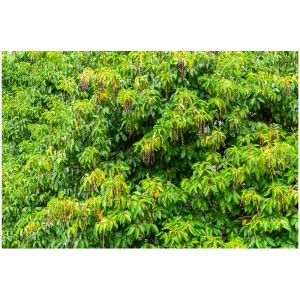 Alloro portoghese (Prunus lusitanica) verde e denso con bacche scure.