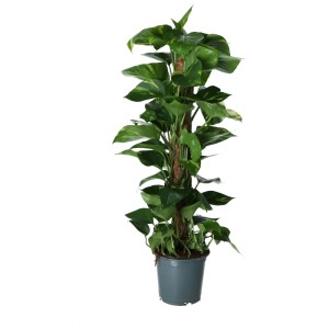 Pothos Epipremnum Aureum sur bâton de mousse en pot, plante grimpante verte à feuilles panachées jaunes.
