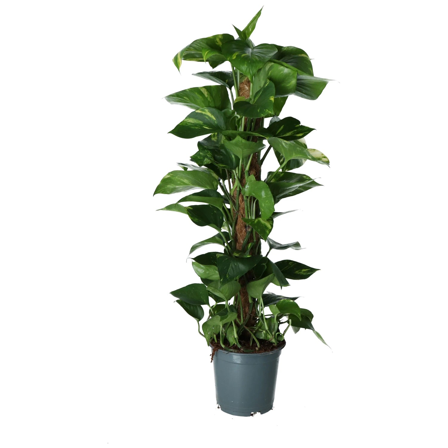 efeutute pearls and jade Pearl sand Jade Pothos – Hey Rooted main image 1