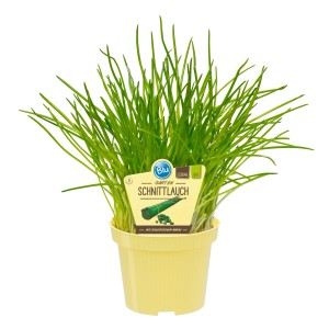 Ciboulette fraîche en pot (Ø 12cm) pour la cuisine. Achetez facilement des herbes aromatiques en ligne.
