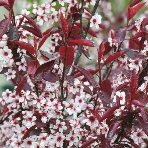 Pruno rosso nano con fiori bianco-rosa e foglie rosso scuro.