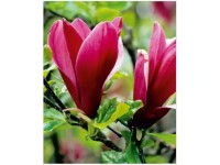 Magnolien Magnolia Mix Topf Ø 28 cm / Höhe 80 cm / 1 Stk.