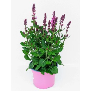 Sauge des bois 'Marvel Rose' en pot : Épis floraux roses et feuilles vertes.