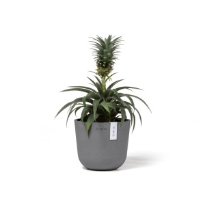 Pot de fleurs Ecopots Oslo Mini, gris, 16x14cm, avec plante d'ananas.
