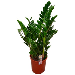 Zamioculcas zamiifolia (plante ZZ) en pot marron, plante verte d'intérieur décorative.