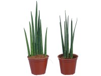 Bogenhanf Cylindrica Spaghetti Sansevieria Topf Ø ca. 7 cm