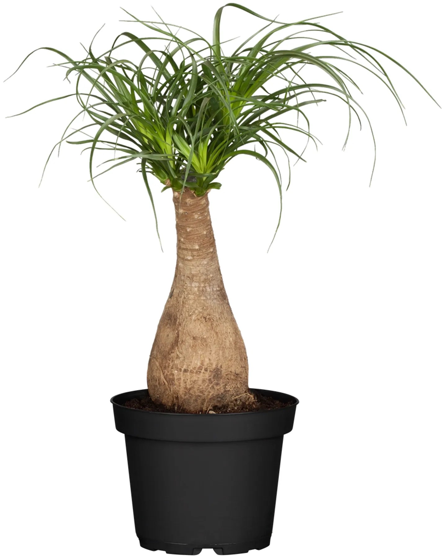 Elefantenfuss Stamm Topf- ca. 24 cm Beaucarnea