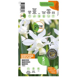 Verpackung GROW by OBI Narzisse Thalia, weiße Blüten, 35 cm hoch, Blumenzwiebeln für Frühling.