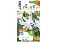 GROW by OBI Narzisse Thalia Weiss 35 cm