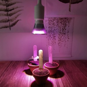 Lampada LED Parus illumina vasi di germinazione con piante sotto luce viola.