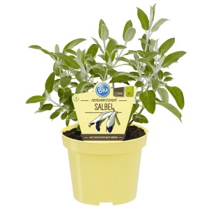 Salvia peruviana Blu in vaso (circa 12 cm Ø), fiori eduli, erbe aromatiche.
