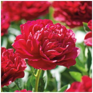 Primo piano del fiore rosso intenso e pieno della peonia Grow by OBI Lactiflora Red.