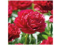 Grow by OBI Pfingstrose Lactiflora Red 1 Stk. Grow by OBI Pfingstrose Lactiflora Red 1 Stk.