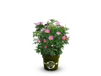 GROW by OBI Rose Rosy Boom Wildlife Rosa Busch Topf 6 l / Höhe 60 - 80 cm GROW by OBI Rose Rosy Boom Wildlife Rosa Busch Topf 6 l / Höhe 60 - 80 cm