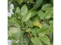 Hainbuche Carpinus betulus Frischgrün Topf 3 l