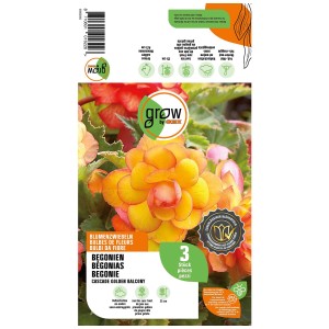 Grow by OBI Begonie Cascade Golden Balcony, set da 3 con fiori giallo oro per balcone e giardino.