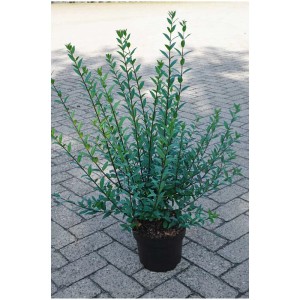 Ligustro Atrovirens in vaso, foglie verde scuro, ideale per siepi e arte topiaria.