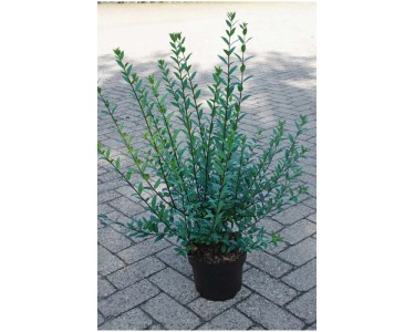 Liguster Atrovirens Select Ligustrum vulgare Topf  18 cm