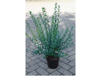 Liguster Atrovirens Select Ligustrum vulgare Topf Ø 18 cm