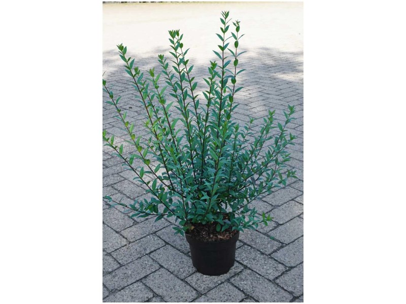 Liguster Atrovirens Select Ligustrum vulgare Topf Ø 21 cm kaufen bei OBI