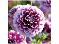 Grow by OBI Dahlie Edinburgh Weiss-Rosa 1 Stk. Grow by OBI Dahlie Edinburgh Weiss-Rosa 1 Stk.